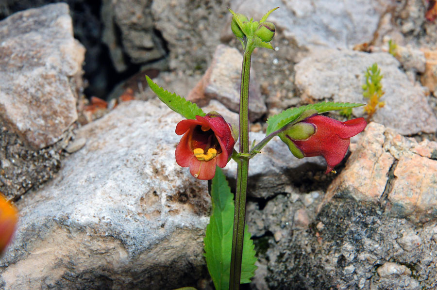 Scrophularia trifoliata / Scrofularia di Sardegna